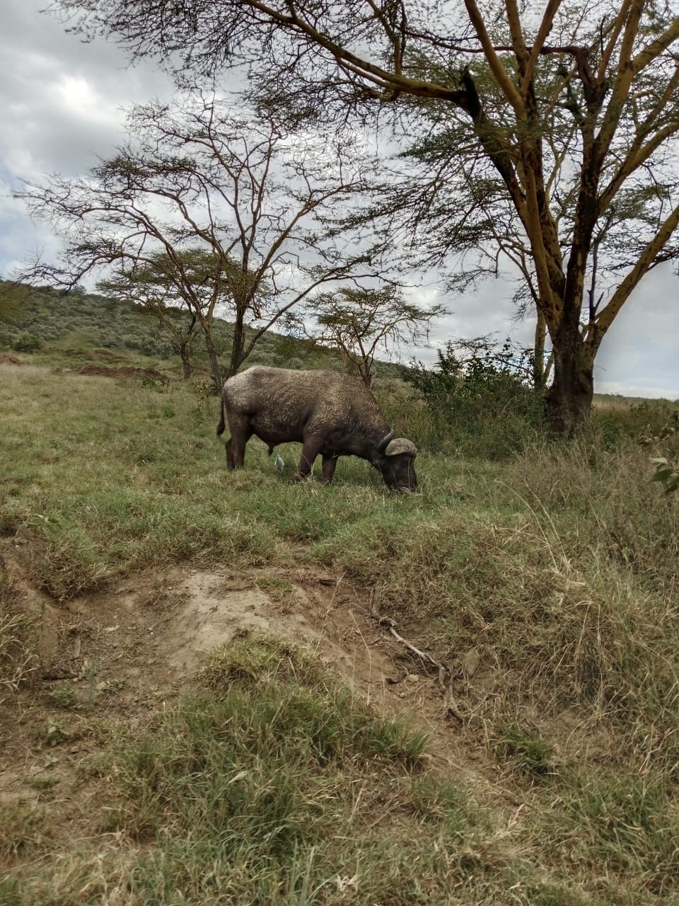 Lake Nakuru Flamingos